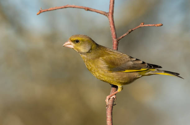 aleta verde macho - green finch fotografías e imágenes de stock