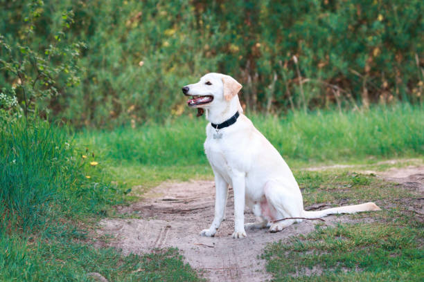 istock Labrador retriever in park, sunset evening. 1207266018
