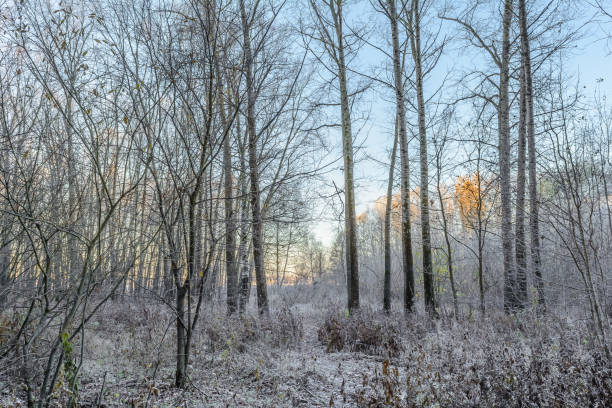 istock First frost in late autumn 1207267036