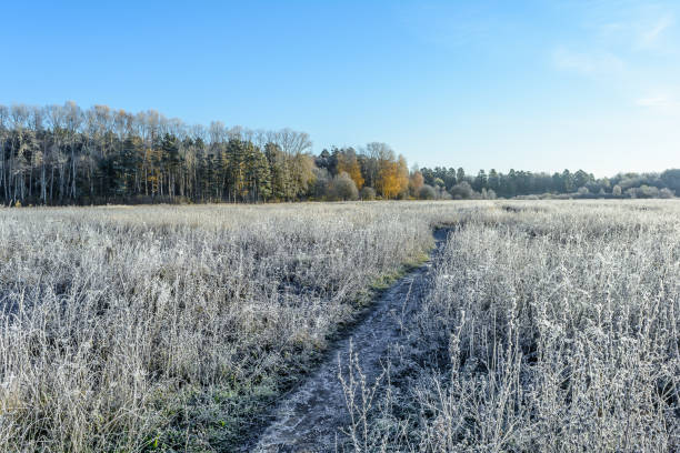 A serene winter scene in Jutland, Denmark, showcasing a frosty forest with a sunlit path winding through. Capture of the natural beauty in the early morning. Photo taken with a Medium Format camera and MF lens.