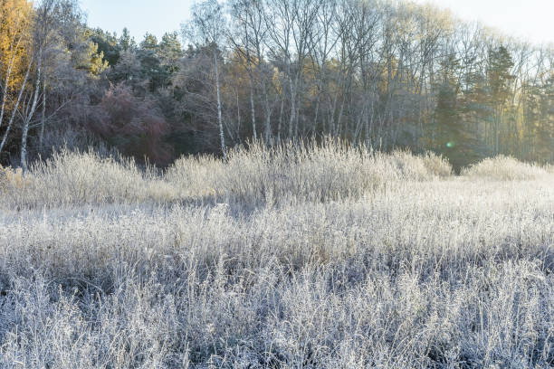 istock First frost in late autumn 1207267127