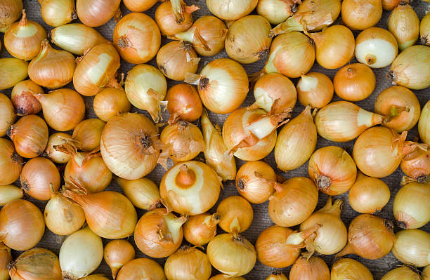 oignon - onionskin photos et images de collection