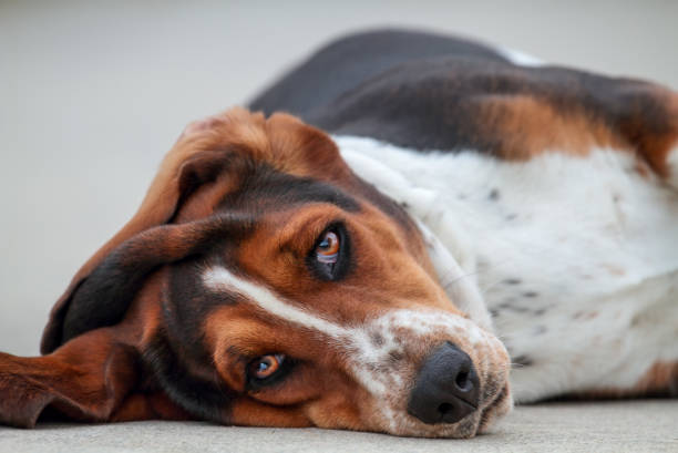 istock Beautiful Sleepy Basset Hound Lying Down 1207268078