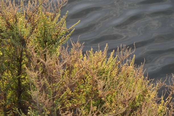 Shrubs and Water stock photo