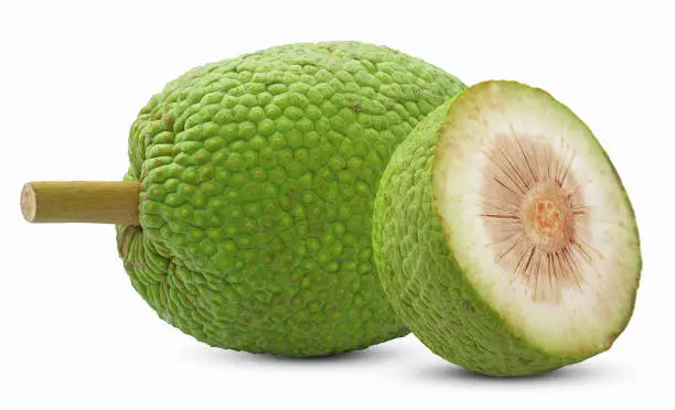 Breadfruit isolated cut out on white background