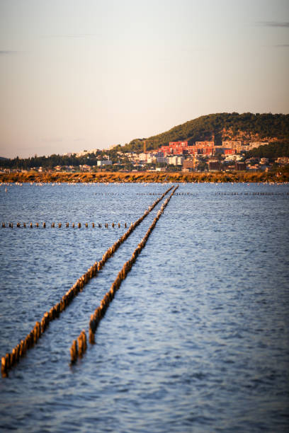 istock the French Camargue 1207268810