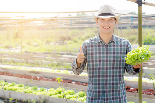 Young asian man farmer holding and showing fresh organic green oak lettuce and gesture thumbs up in farm, produce and cultivation for harvest agriculture vegetable with business, healthy food concept.