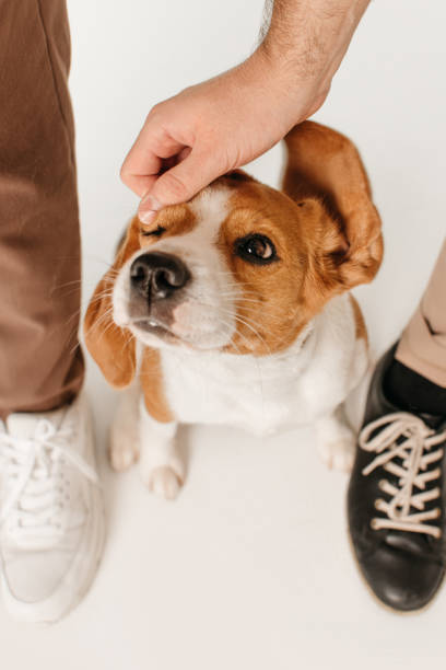 istock top view of beagle dog being caressed by owner hand 1207272024