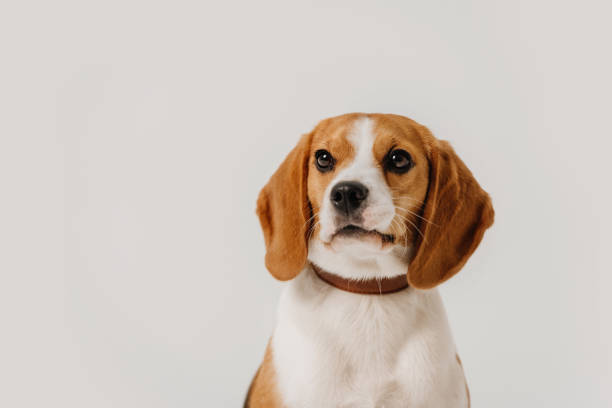 istock beagle dog close up portrait on white background 1207272659