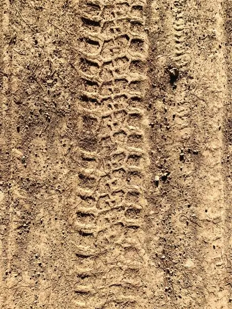 Photo of Tracks in the mud