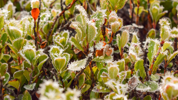 istock Frost leaves in the morning 1207273594