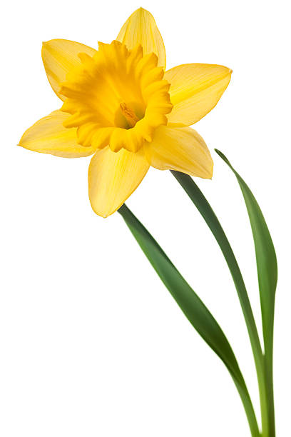 Yellow daffodil against white background stock photo