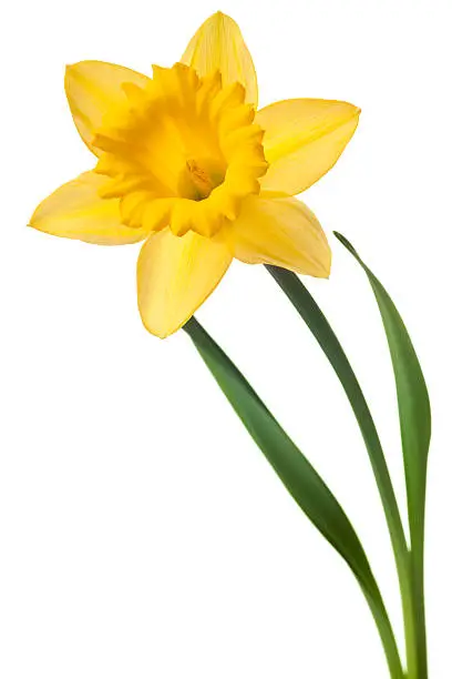 yellow daffodil isolated on a pure white background