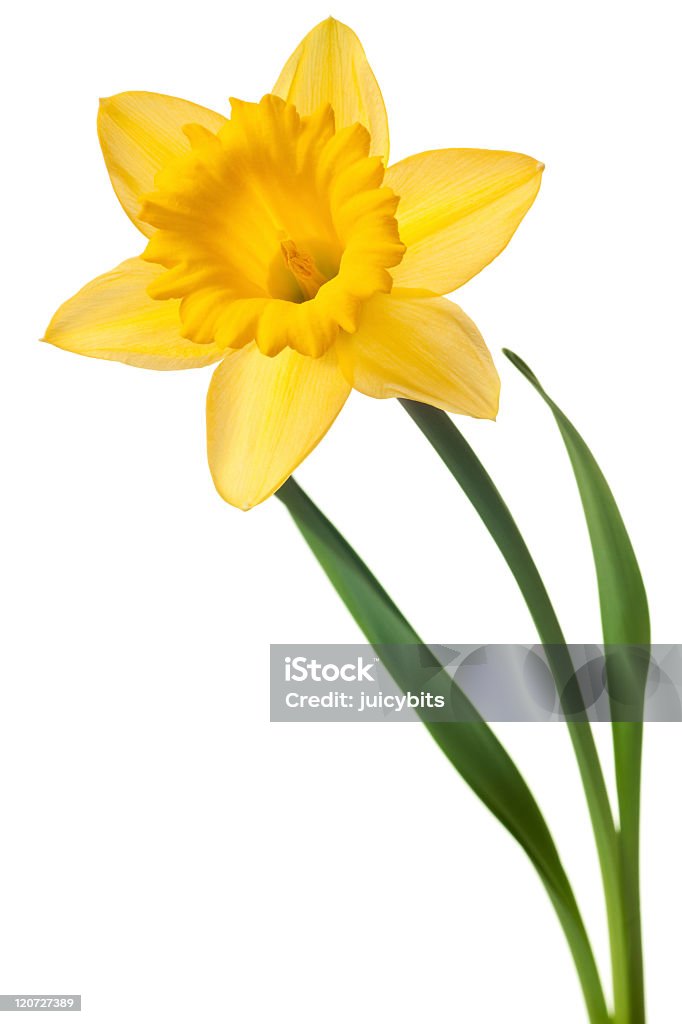 Amarelo Narciso isolado - Royalty-free Narciso - Flor Foto de stock