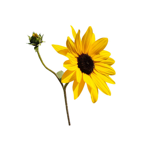 ripe yellow sunflower close-up on a background of green foliage.