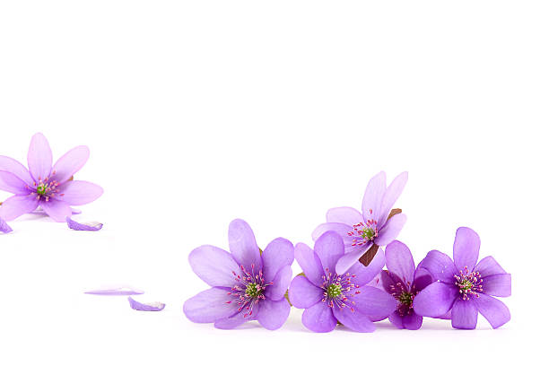 istock Beautiful spring flowers, Hepatica nobilis 120727579