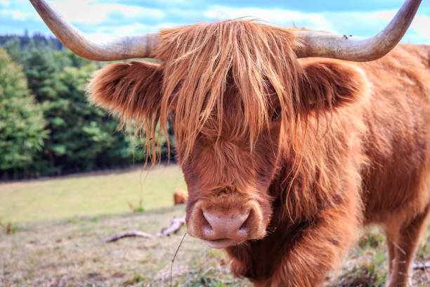 bellissimi bovini scozzesi delle highlands - galloway foto e immagini stock