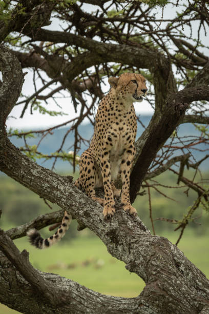 istock Male cheetah sits in tree facing right 1207275967