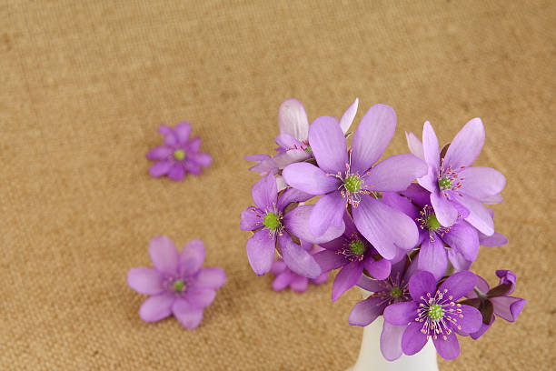 Close-up of hepatica (liverleaf) flowers stock photo