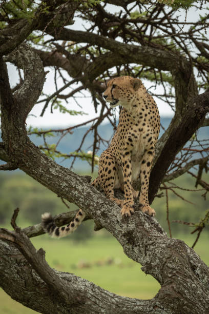 istock Male cheetah sits in tree turning head 1207275971