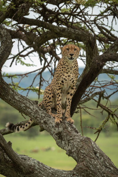 istock Male cheetah sitting on acacia tree trunk 1207276020