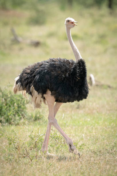 istock Male common ostrich walks through sunlit grassland 1207276177