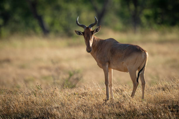 istock Male hartebeest stands looking round towards camer 1207276394