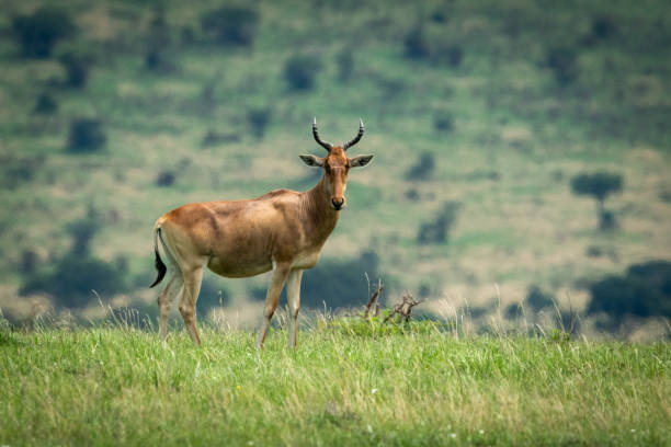 istock Male hartebeest stands in grass watching camera 1207276397
