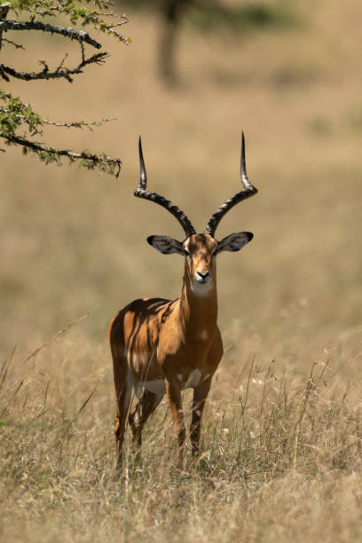 istock Male impala stands in shade of tree 1207276439