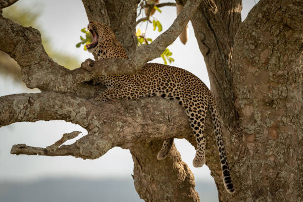 istock Male leopard lies in tree yawning widely 1207276522