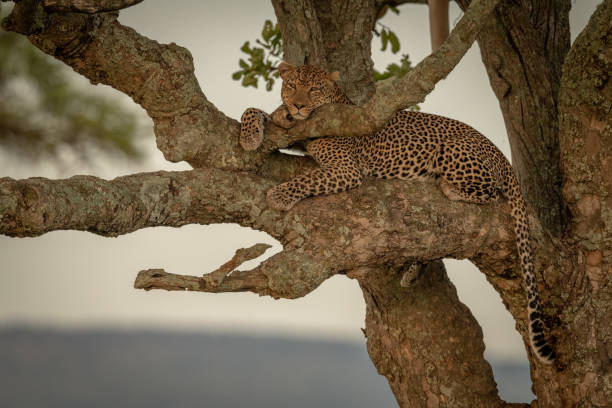 istock Male leopard lies on branch eyeing camera 1207276611