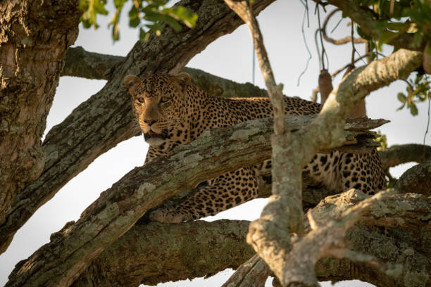 istock Male leopard looks down from sausage tree 1207276617