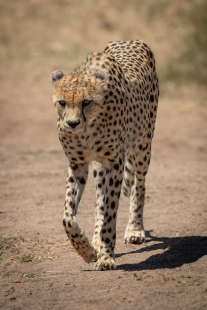 istock Male cheetah walks towards camera lifting paw 1207276707