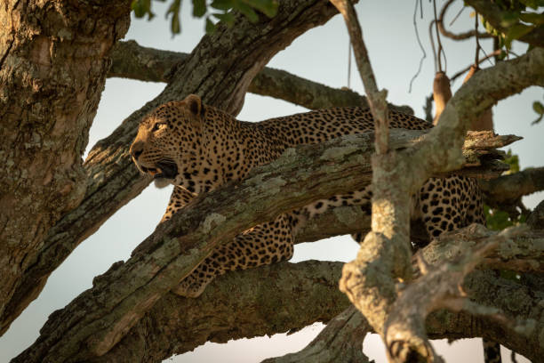 istock Male leopard looks out from tree branch 1207277273