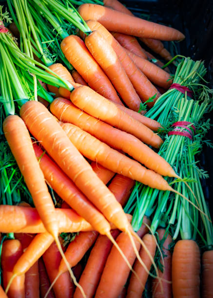 istock fresh organic carrot straight from farm 1207277275