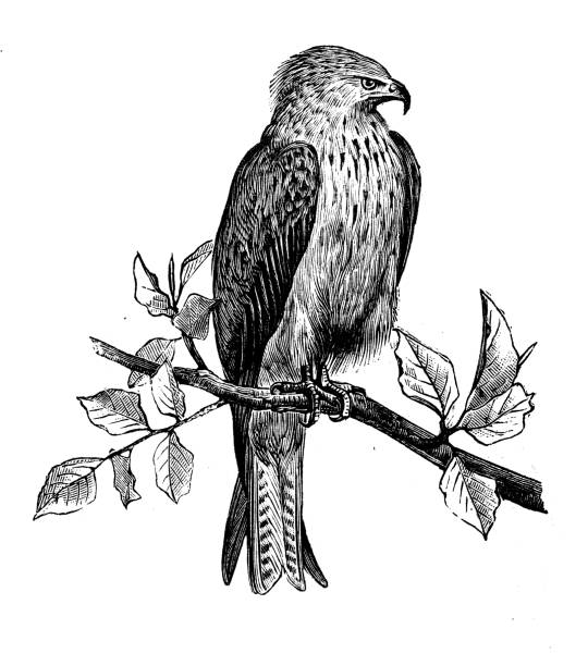 Antique animal illustration: Milvus, kite Antique animal illustration: Milvus, kite milvus migrans stock illustrations
