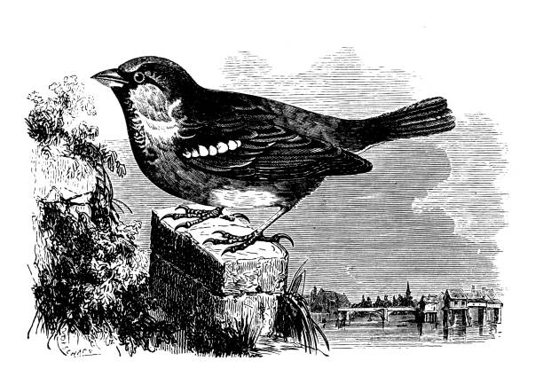 stockillustraties, clipart, cartoons en iconen met antieke dierlijke illustratie: huismus (passer domesticus) - house sparrow
