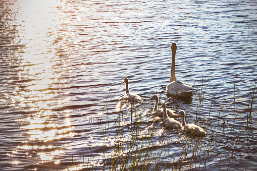 White swan swimming with young cygnets in Finland.