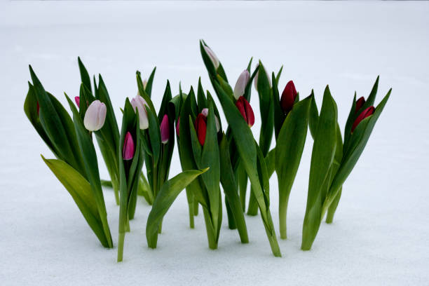 tulipes un jour ensoleillé sur la neige - heart shape snow ice leaf photos et images de collection
