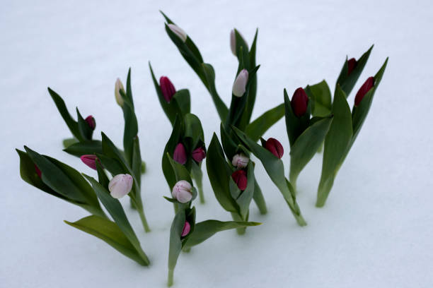 tulipes un jour ensoleillé sur la neige - heart shape snow ice leaf photos et images de collection