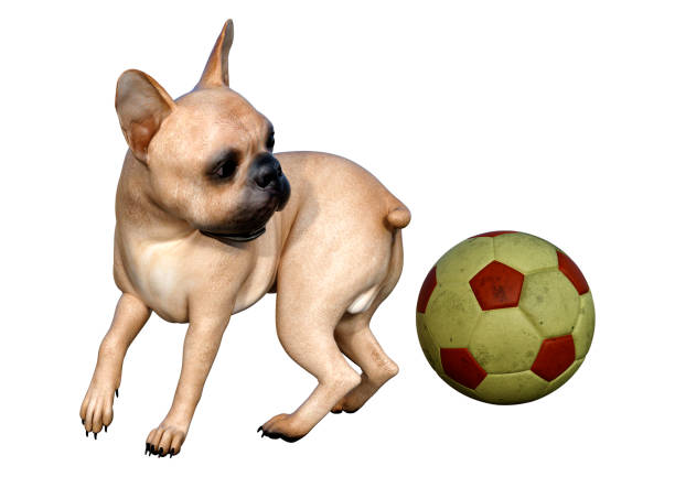 istock 3D illustration French bulldog on white 1207279923