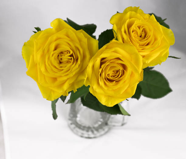 istock yellow roses isolated on a white background 1207280057