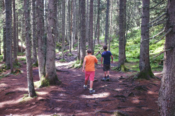 istock Rear view of two caucasian pre-adolescent boys walking alone in the tall tree forest while on their hiking trip in Austria. 1207280391