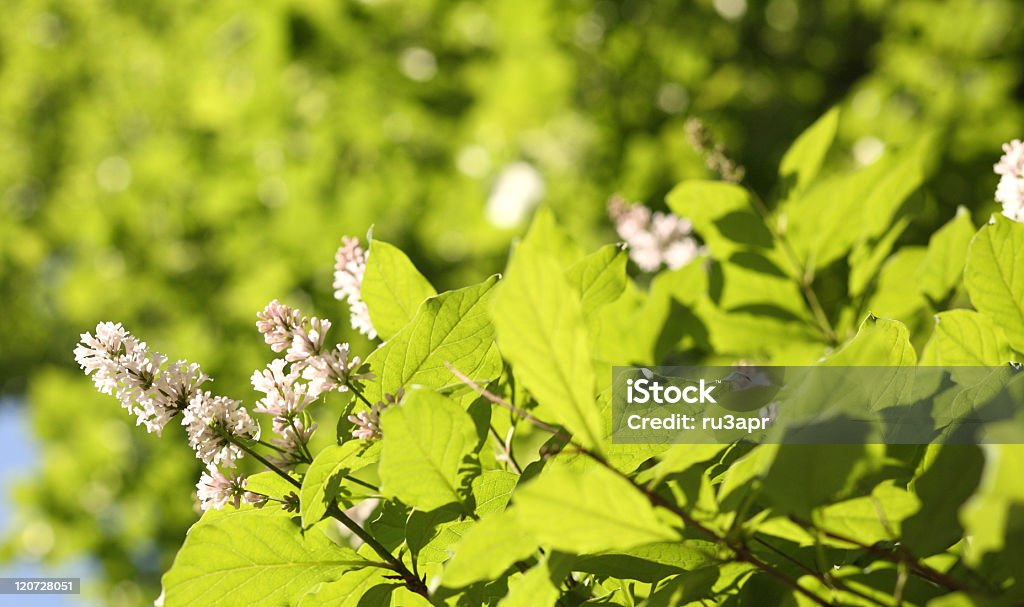 Lilás na primavera - Foto de stock de Beco royalty-free