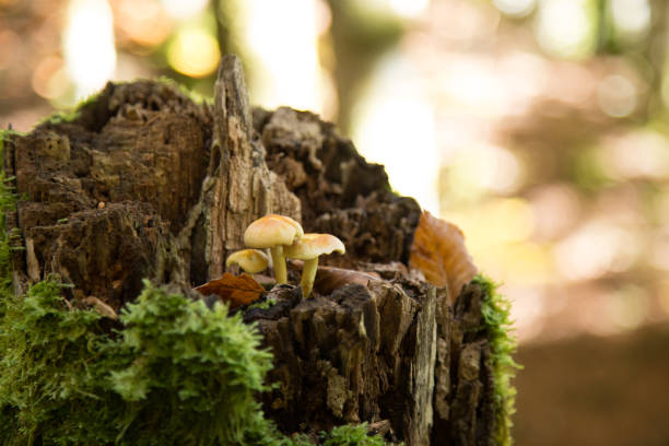 Photograph of some mushrooms growing on a cut tree surrounded by moss