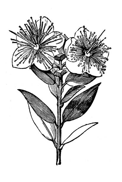 antike botanik illustration: myrtus, myrte - myrtus stock-grafiken, -clipart, -cartoons und -symbole