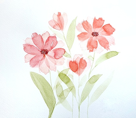 Watercolor painting of red flowers on white background
