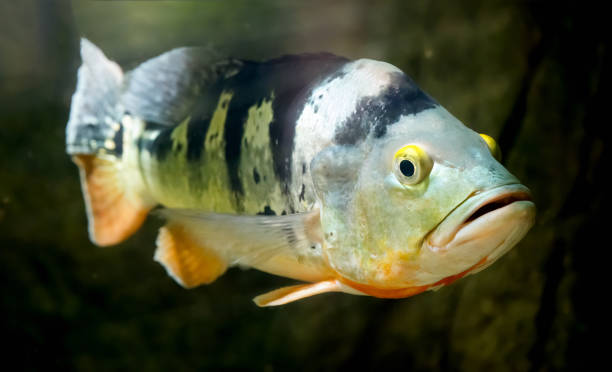 istock Fish Butterfly Peacock Bass 1207282628