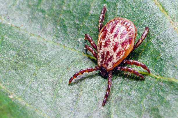 istock A dangerous parasite and infection carrier mite sitting on a green leaf 1207282833