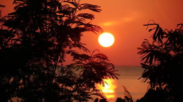istock Magic of sunset colors framed by small trees in the beach 1207282960
